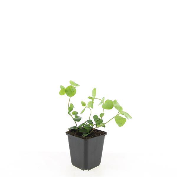Vinca major – 24 Plants – Greater Periwinkle with violet-blue flowers – Hardy and easy to care for – Ground cover for shady beds