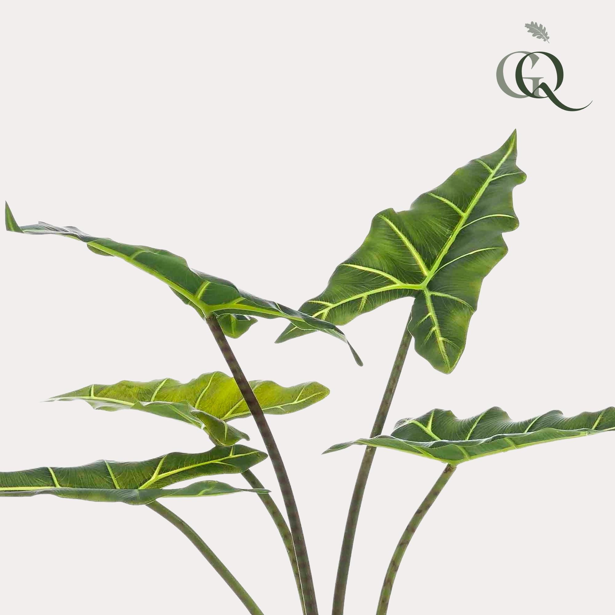 Artificial Alocasia Frydek Plant – 80cm – High-quality artificial indoor plant with realistic leaves – Evergreen & easy-care – Decorative plant for living room, office & interiors