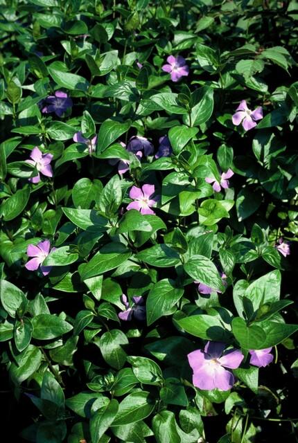 Vinca major – 24 Plants – Greater Periwinkle with violet-blue flowers – Hardy and easy to care for – Ground cover for shady beds