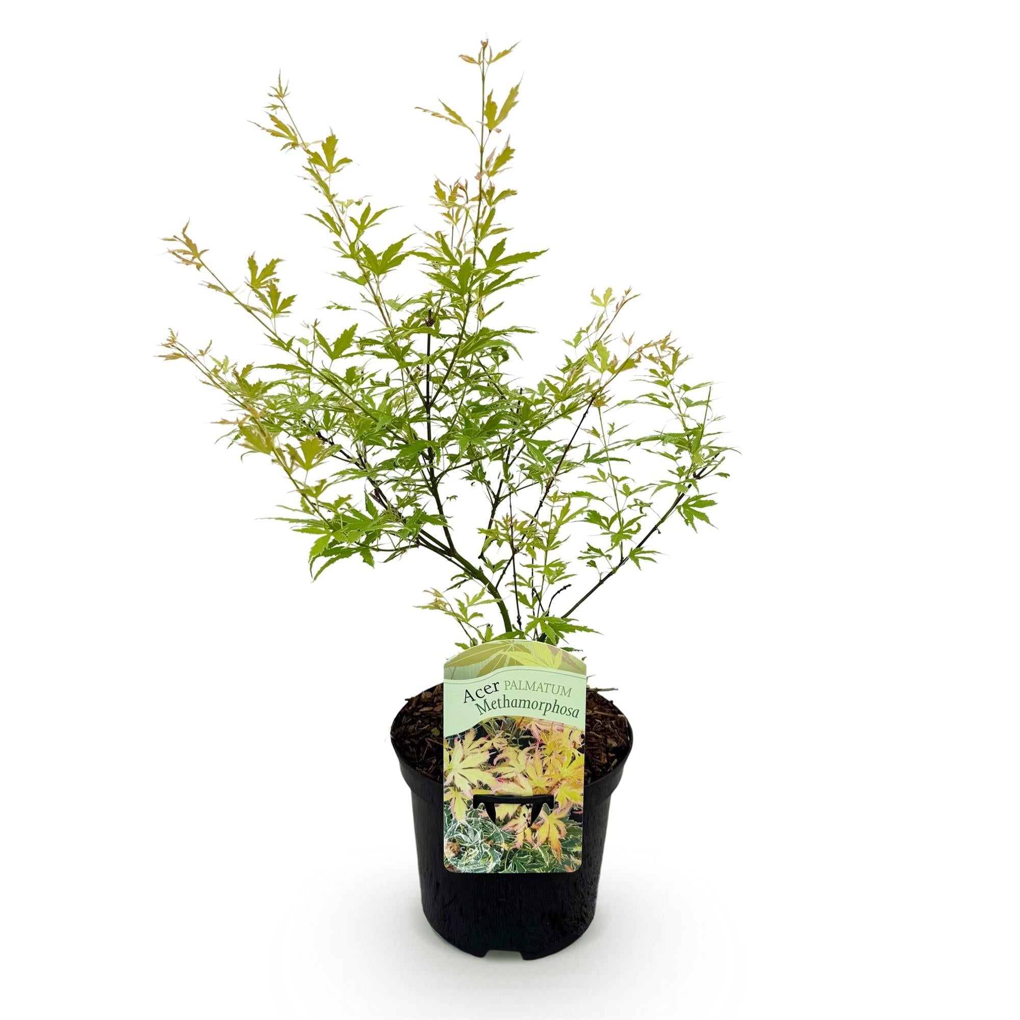Japanese Maple – Acer palmatum Metamorphosa – 70 cm high – 19 cm – Balcony Plant & Ornamental Tree – Green spring foliage, red autumn colors – Ideal for beds & pots