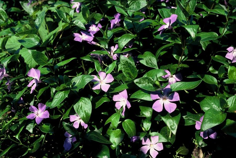 Vinca major – 24 Plants – Greater Periwinkle with violet-blue flowers – Hardy and easy to care for – Ground cover for shady beds