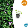 Vinca major – 24 Plants – Greater Periwinkle with violet-blue flowers – Hardy and easy to care for – Ground cover for shady beds