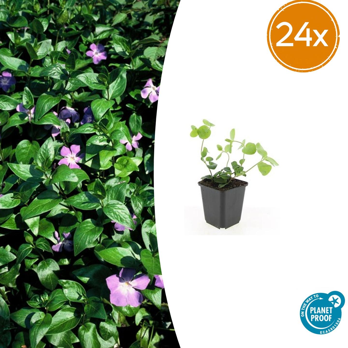 Vinca major – 24 Plants – Greater Periwinkle with violet-blue flowers – Hardy and easy to care for – Ground cover for shady beds