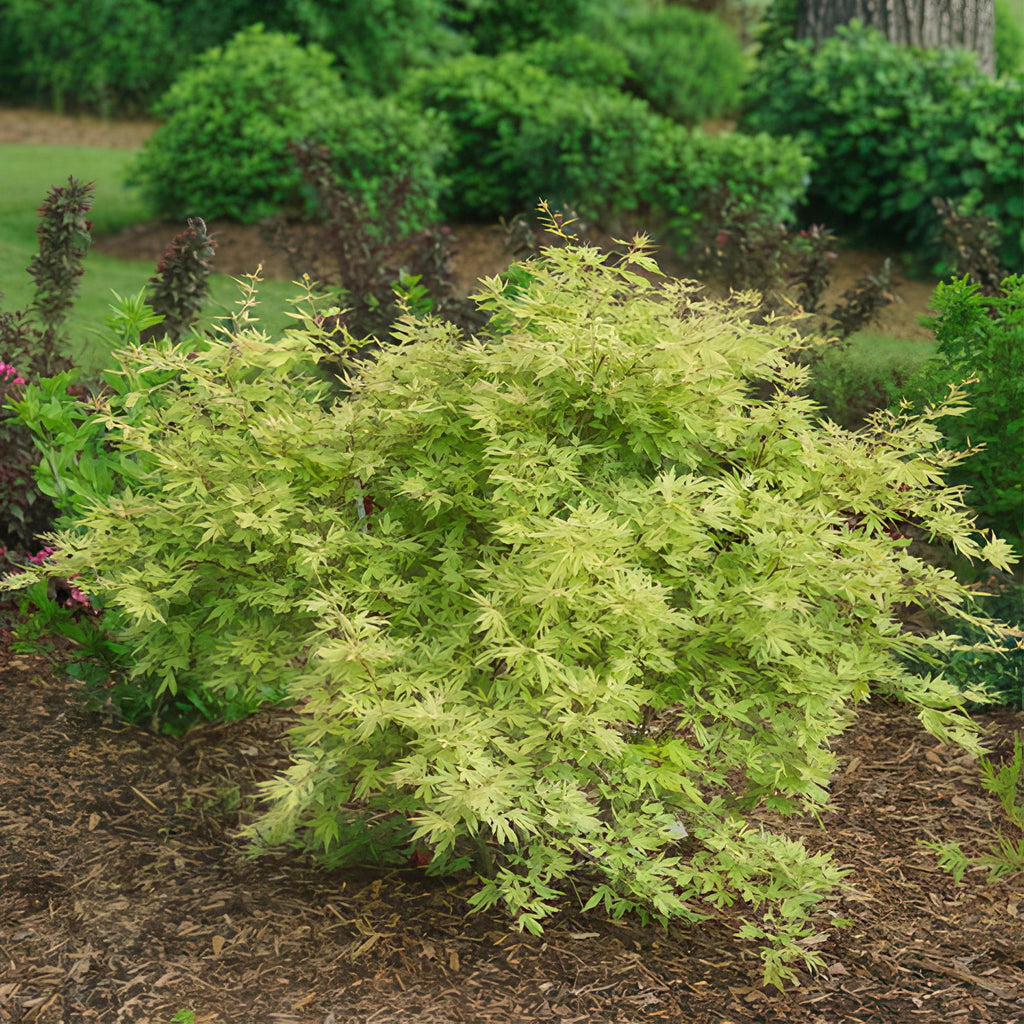 Japanese Maple – Acer palmatum Metamorphosa – 70 cm high – 19 cm – Balcony Plant & Ornamental Tree – Green spring foliage, red autumn colors – Ideal for beds & pots