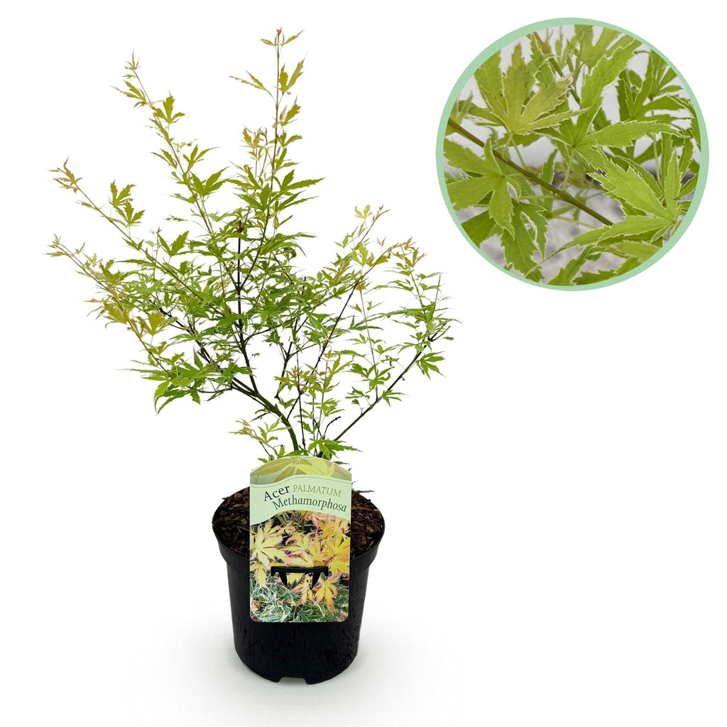 Japanese Maple – Acer palmatum Metamorphosa – 70 cm high – 19 cm – Balcony Plant & Ornamental Tree – Green spring foliage, red autumn colors – Ideal for beds & pots