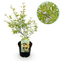 Japanese Maple – Acer palmatum Metamorphosa – 70 cm high – 19 cm – Balcony Plant & Ornamental Tree – Green spring foliage, red autumn colors – Ideal for beds & pots