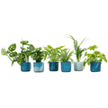 Mystery Box – 6 different houseplants + ceramic pot Ocean Blue Ø14 cm – green variety for home & office – easy-care & decorative