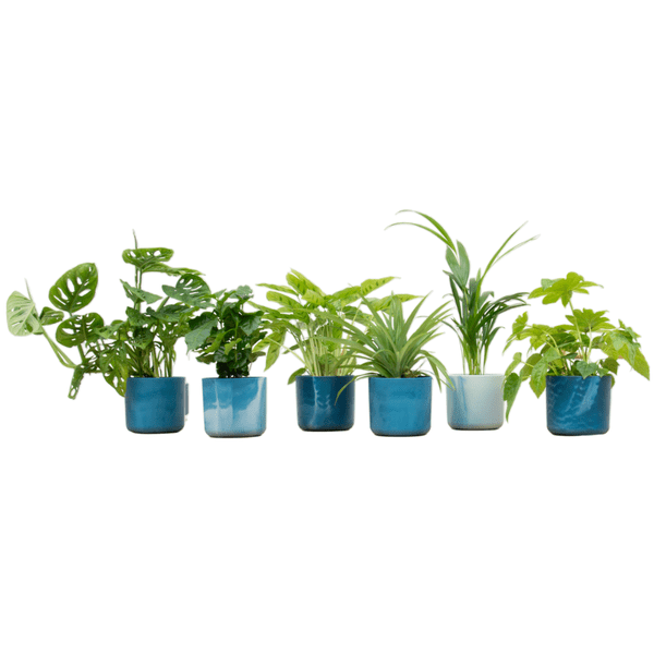Mystery Box – 6 different houseplants + ceramic pot Ocean Blue Ø14 cm – green variety for home & office – easy-care & decorative