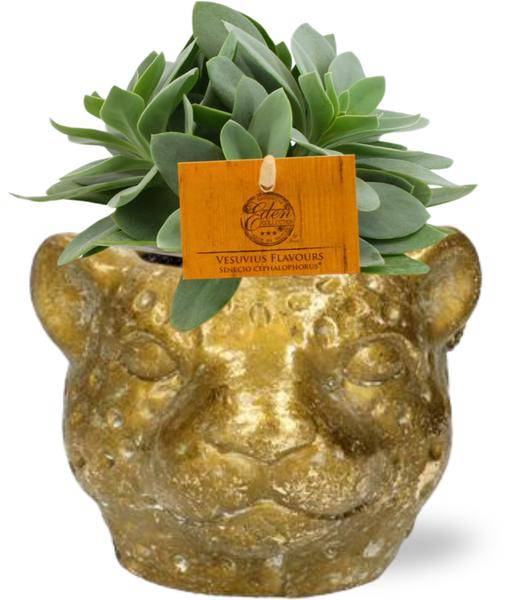 Senecio Cephalophorus - Houseplant Ø10.5cm - Approx. 15cm high - With stylish Leopard Gold Pot Ø12x9.5cm - Easy to care for & decorative - For living room & office