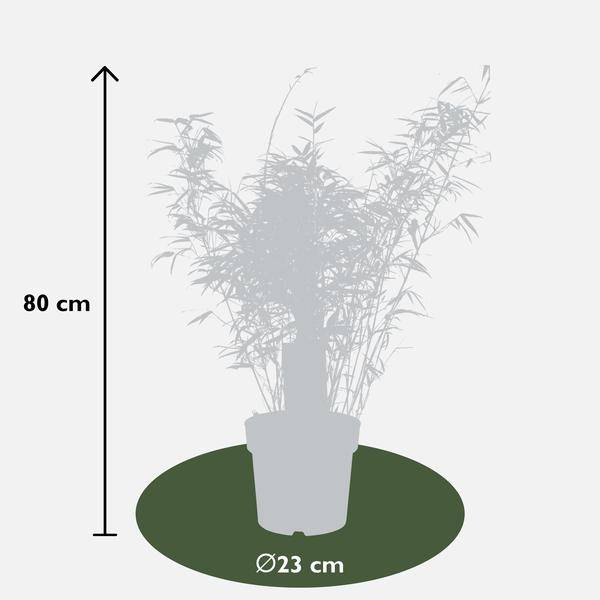 Schirmbambus Fargesia rufa Ø23cm – Höhe ca.80cm – horstbildender Bambus nicht wuchernd – immergrün als Sichtschutz für Garten, Terrasse & Balkon – ideal für Kübel