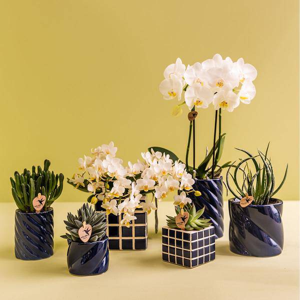Candy Decorative Pot – Tall – Blue – Ø6cm – Modern Ceramic Planter in Pastel Blue – Stylish Flower Pot for Mini Orchids & Houseplants – Decorative Plant Pot