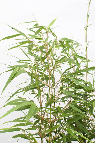 Schirmbambus Fargesia rufa Ø23cm – Höhe ca.80cm – horstbildender Bambus nicht wuchernd – immergrün als Sichtschutz für Garten, Terrasse & Balkon – ideal für Kübel
