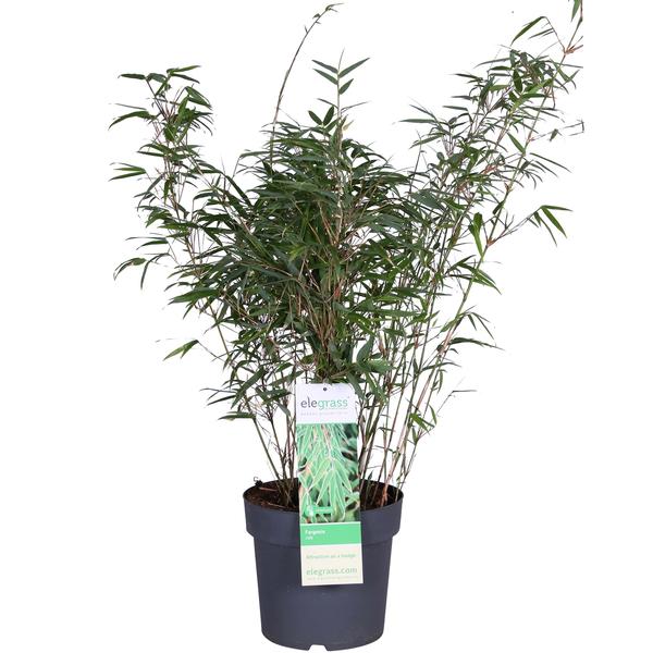 Schirmbambus Fargesia rufa Ø23cm – Höhe ca.80cm – horstbildender Bambus nicht wuchernd – immergrün als Sichtschutz für Garten, Terrasse & Balkon – ideal für Kübel