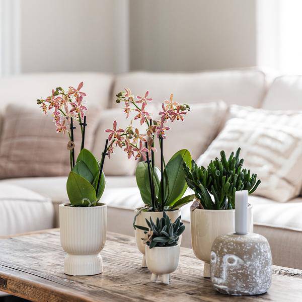 Cachepot "Diabolo" Travertine – Ø6cm – Decorative Flower Pot in Modern Design – Stylish Ceramic Pot for Small Indoor Plants & Succulents – For Living Room, Kitchen & Office