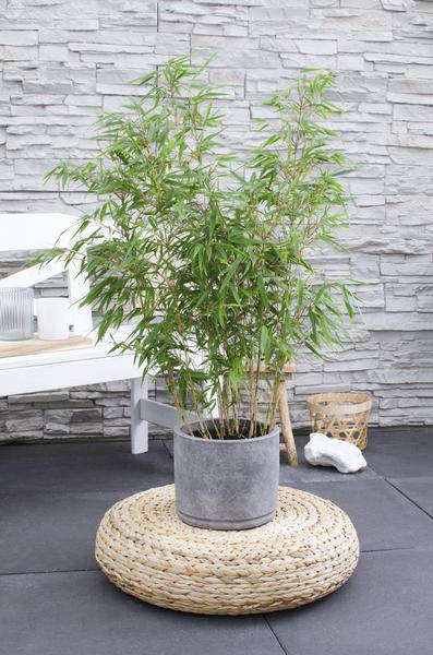 Schirmbambus Fargesia rufa Ø23cm – Höhe ca.80cm – horstbildender Bambus nicht wuchernd – immergrün als Sichtschutz für Garten, Terrasse & Balkon – ideal für Kübel